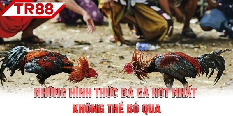 Những hình thức đá gà hot nhất không thể bỏ qua