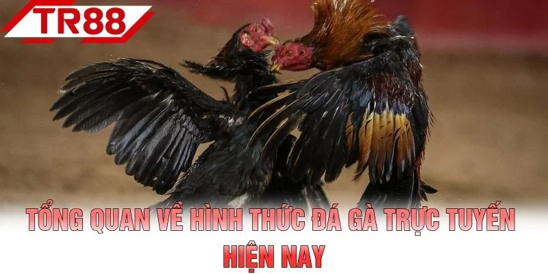 Tổng quan về hình thức đá gà trực tuyến hiện nay