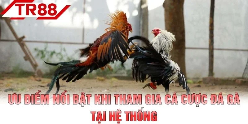 Ưu điểm nổi bật khi tham gia cá cược đá gà tại hệ thống